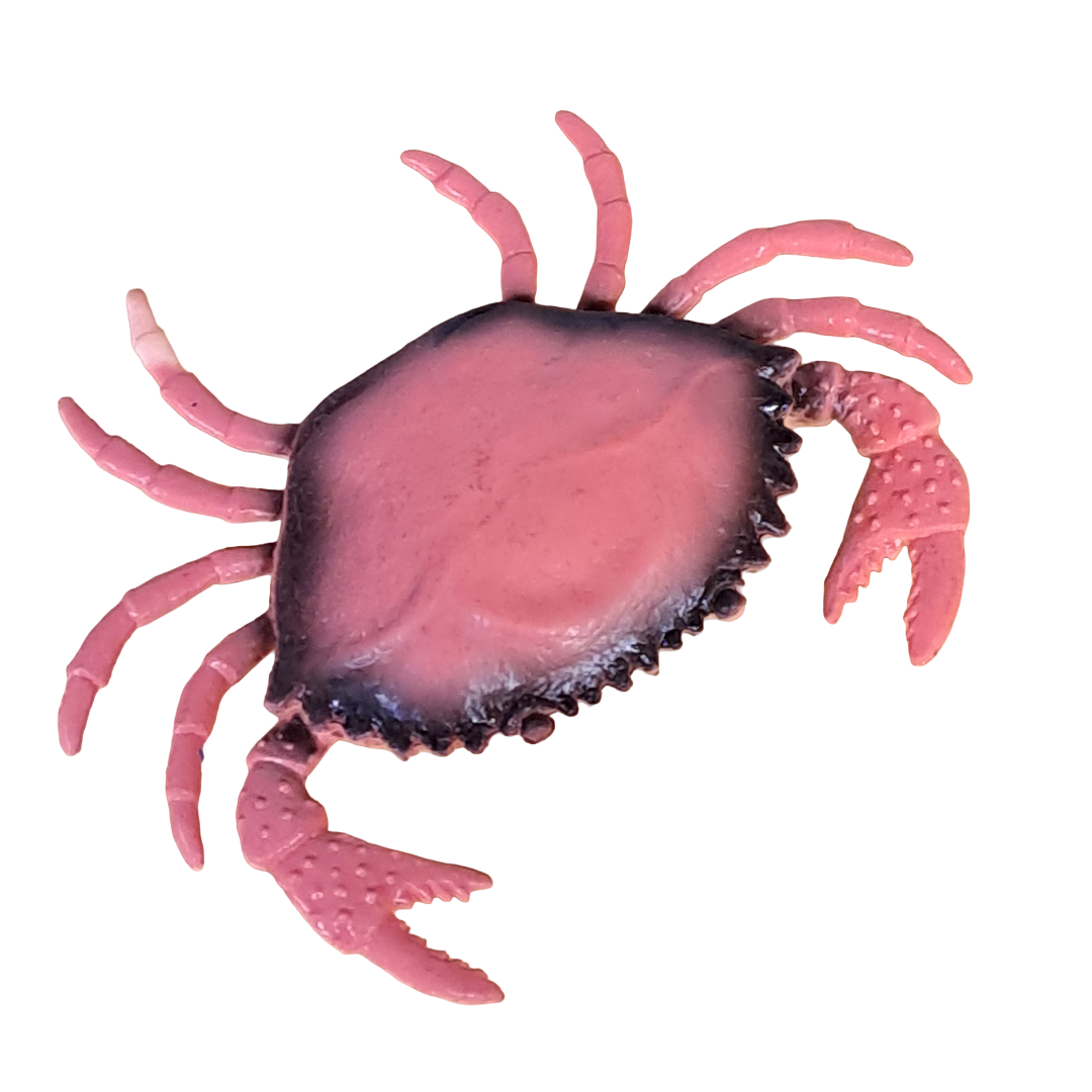 Strandkrebs deko 11cm x 8,5cm - SMA NAUTIC PRODUCTS