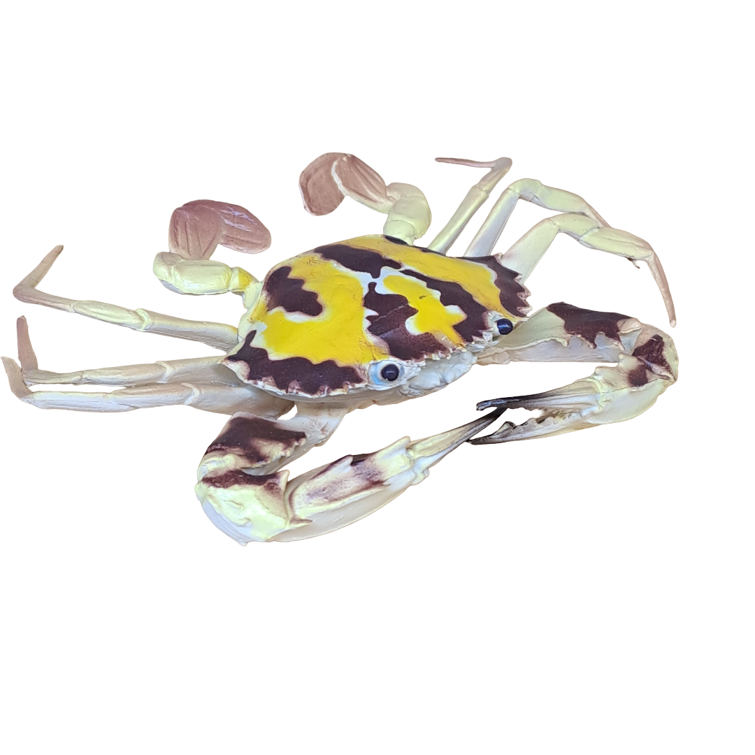 Tigerkrabbe deko 14cm x 9cm