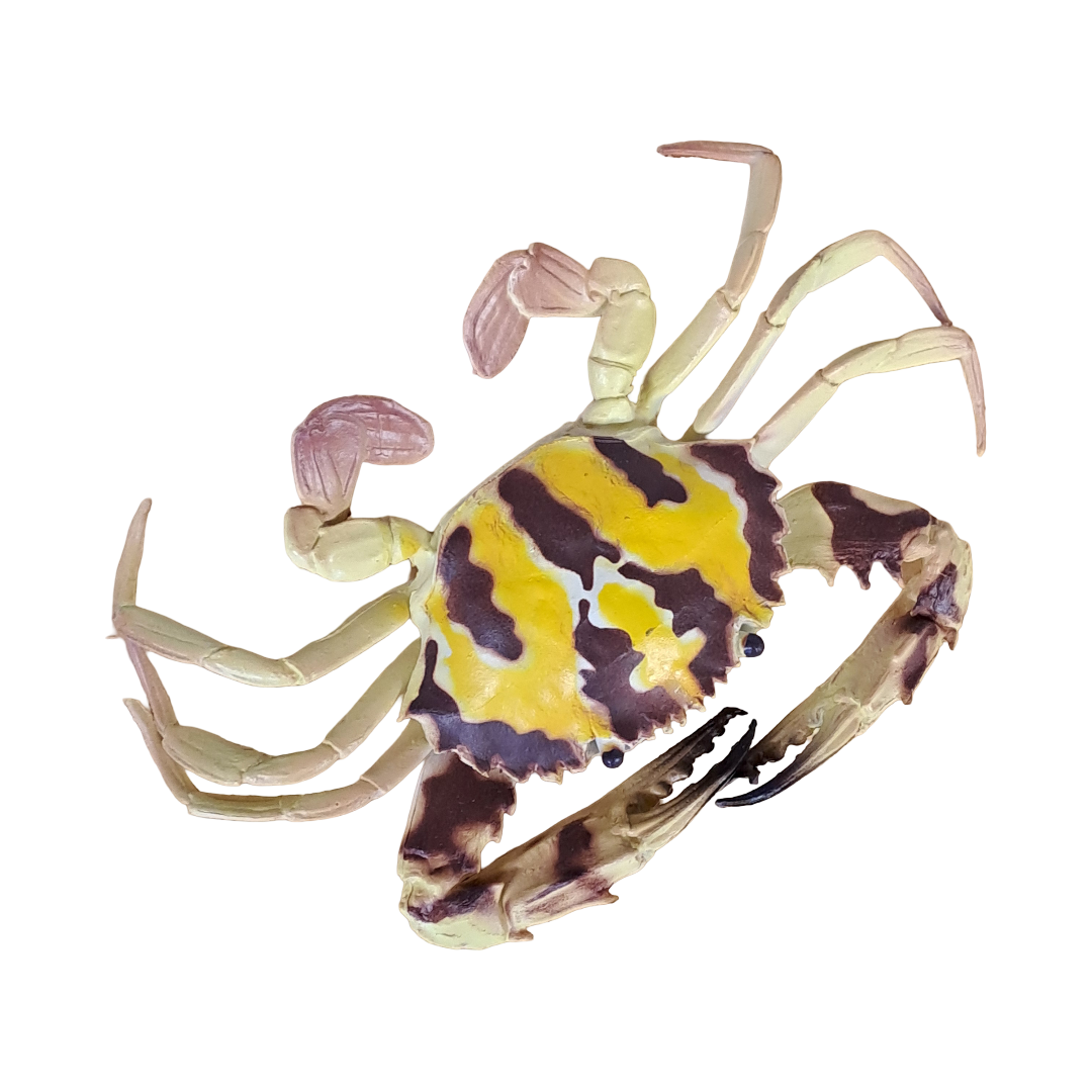 Tigerkrabbe deko 14cm x 9cm