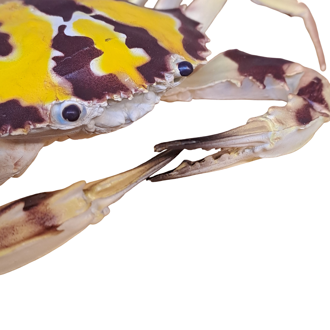 Tigerkrabbe deko 14cm x 9cm