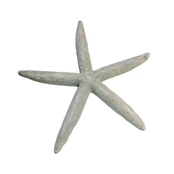Finger - Seesterne Echt / grau 13 - 18cm - SMA NAUTIC PRODUCTS