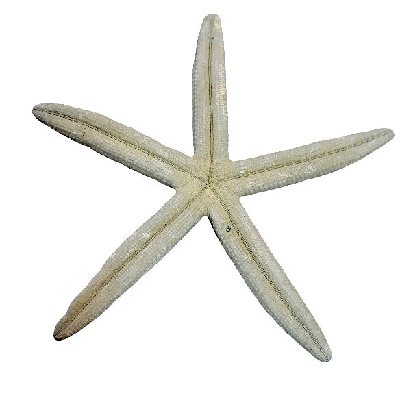 Finger - Seesterne Echt / grau 13 - 18cm - SMA NAUTIC PRODUCTS