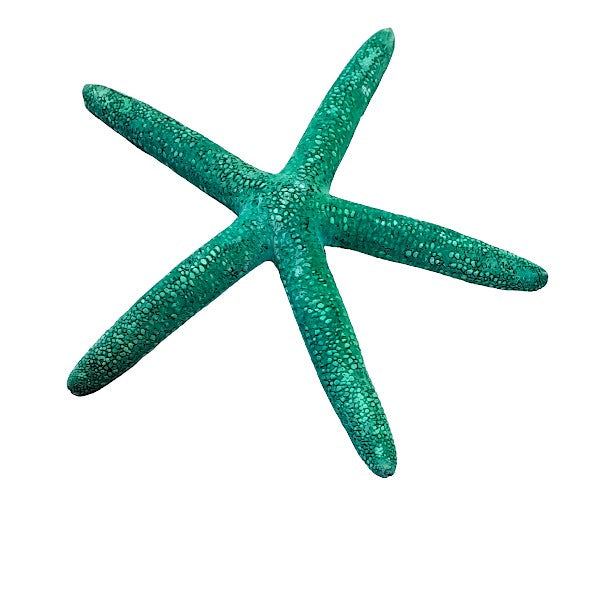Finger - Seesterne Echt / grün 8 - 11cm / Set mit 5Stk. - SMA NAUTIC PRODUCTS