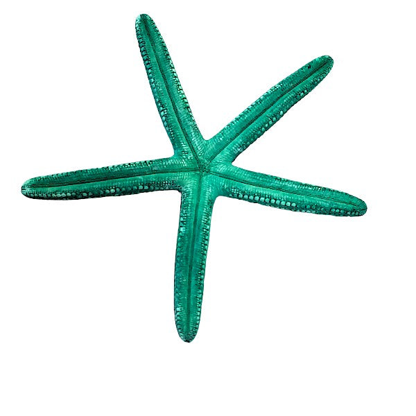 Finger - Seesterne Echt / grün 8 - 11cm / Set mit 5Stk. - SMA NAUTIC PRODUCTS