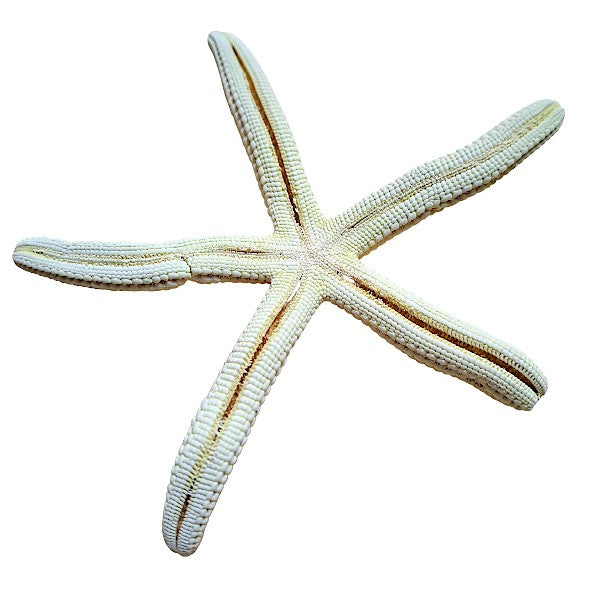 Finger - Seesterne Echt / hellgelb 8 - 11cm / Set mit 5Stk. - SMA NAUTIC PRODUCTS