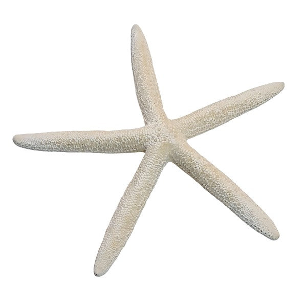 Finger - Seesterne Echt / weiss 13 - 18cm - SMA NAUTIC PRODUCTS