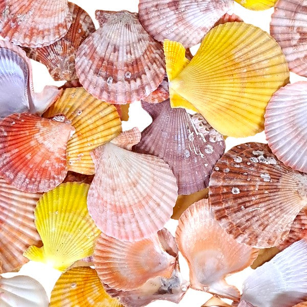 Muscheln Pecten Nobilis farbig natur / ca. 250gr. - SMA NAUTIC PRODUCTS