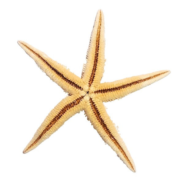 Seesterne echt, natur 7 - 10cm / Set mit 10Stk. - SMA NAUTIC PRODUCTS