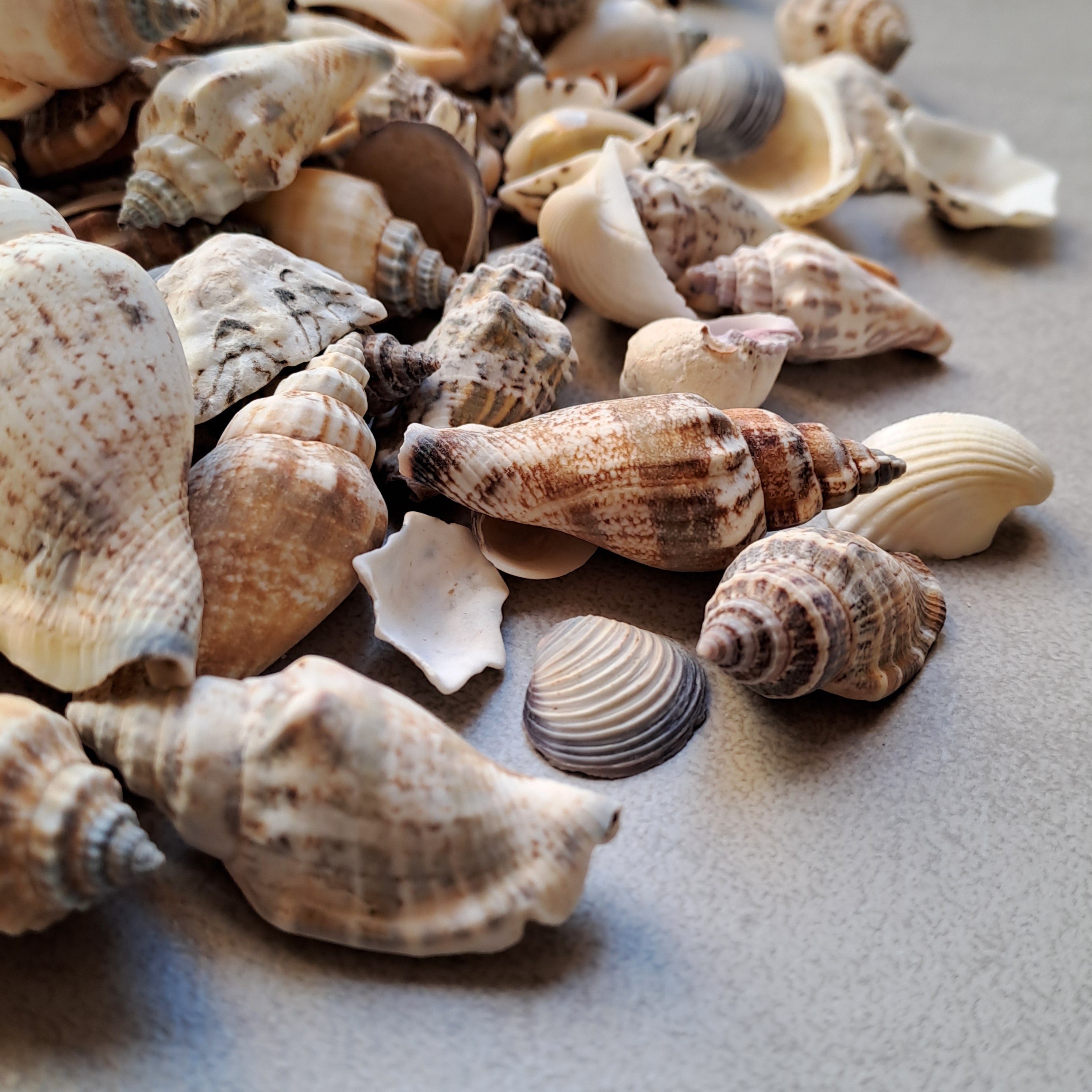 Mini Muschel - Mix 500gr. / diverse Grössen 1-3cm - SMA NAUTIC PRODUCTS
