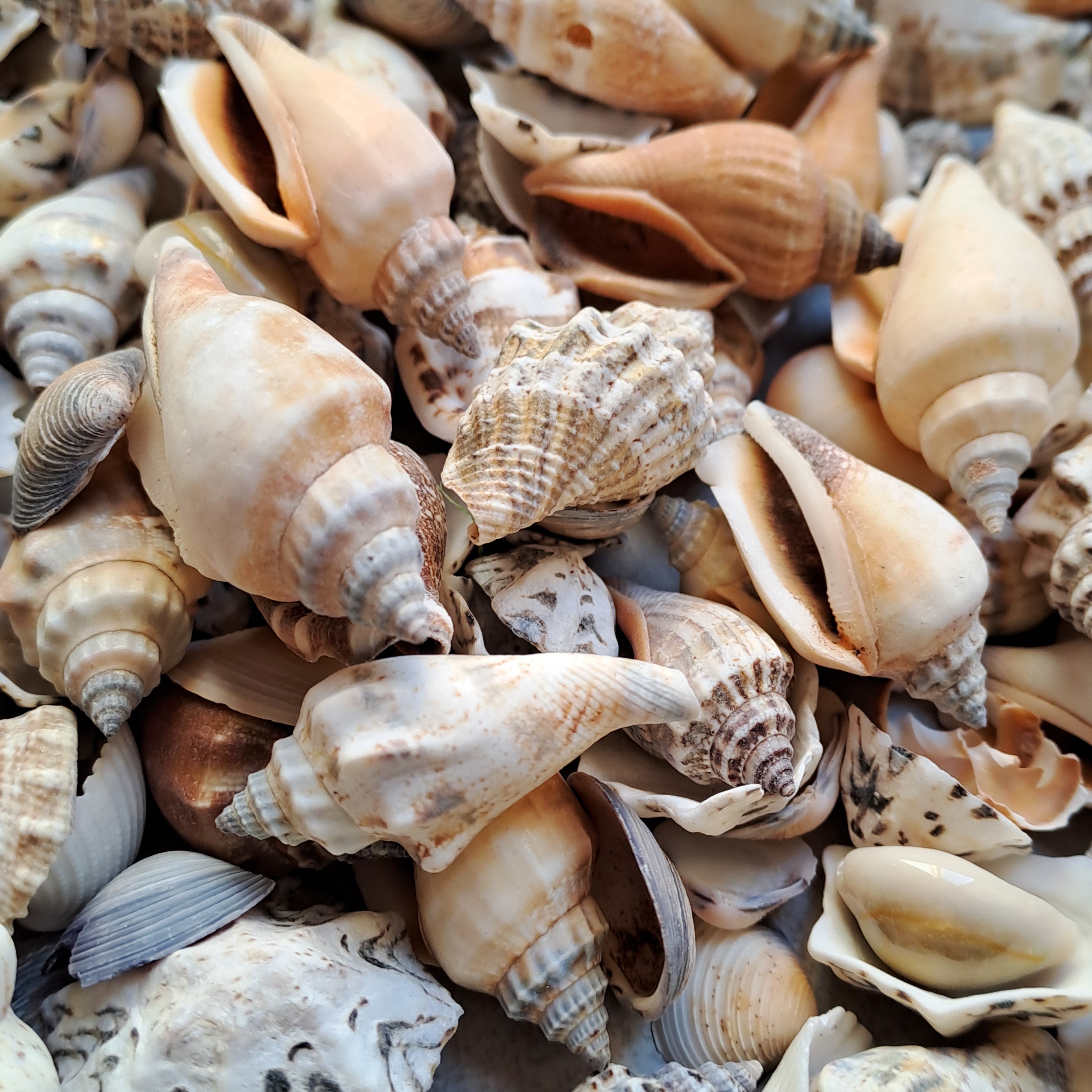 Mini Muschel - Mix 500gr. / diverse Grössen 1-3cm - SMA NAUTIC PRODUCTS