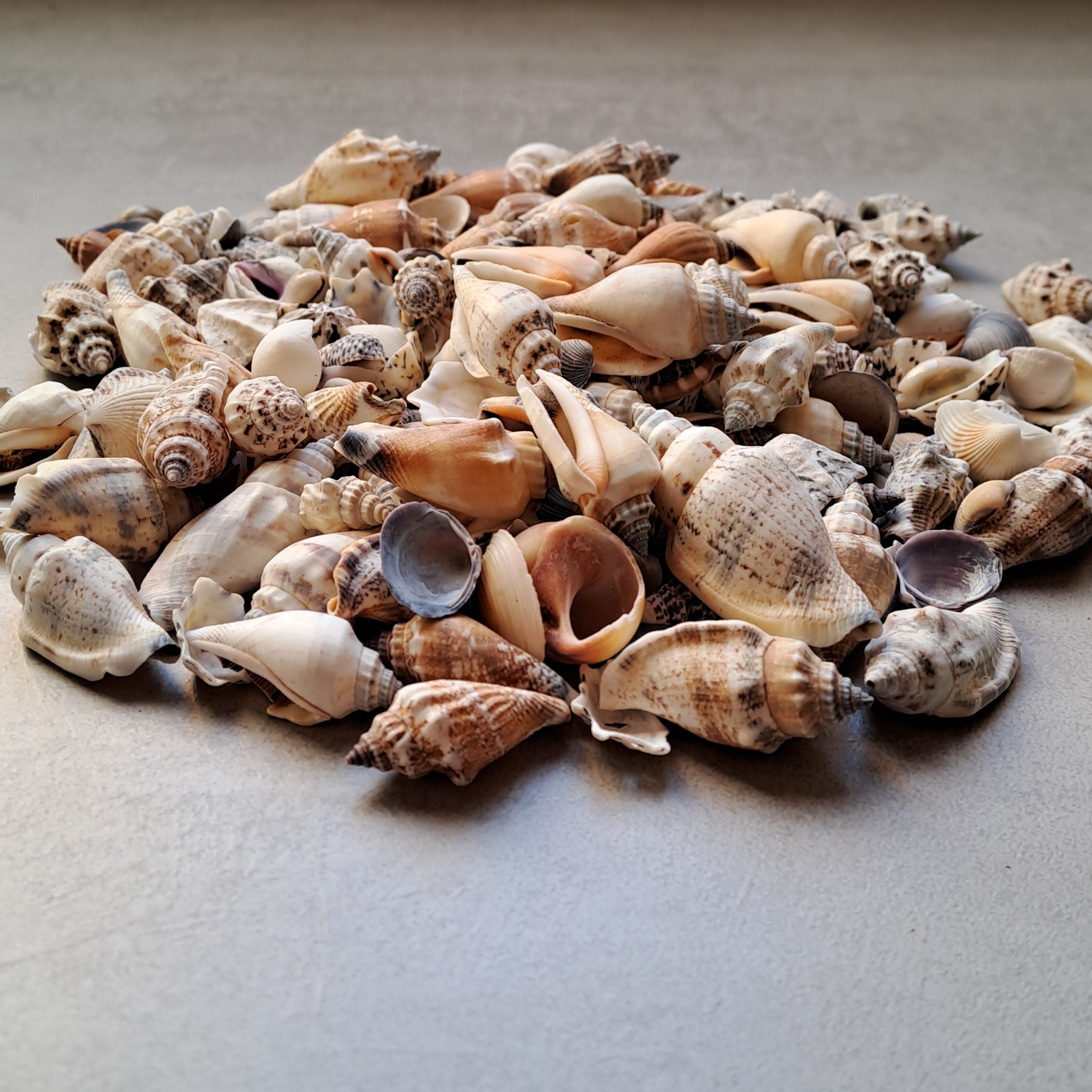 Mini Muschel - Mix 500gr. / diverse Grössen 1-3cm - SMA NAUTIC PRODUCTS
