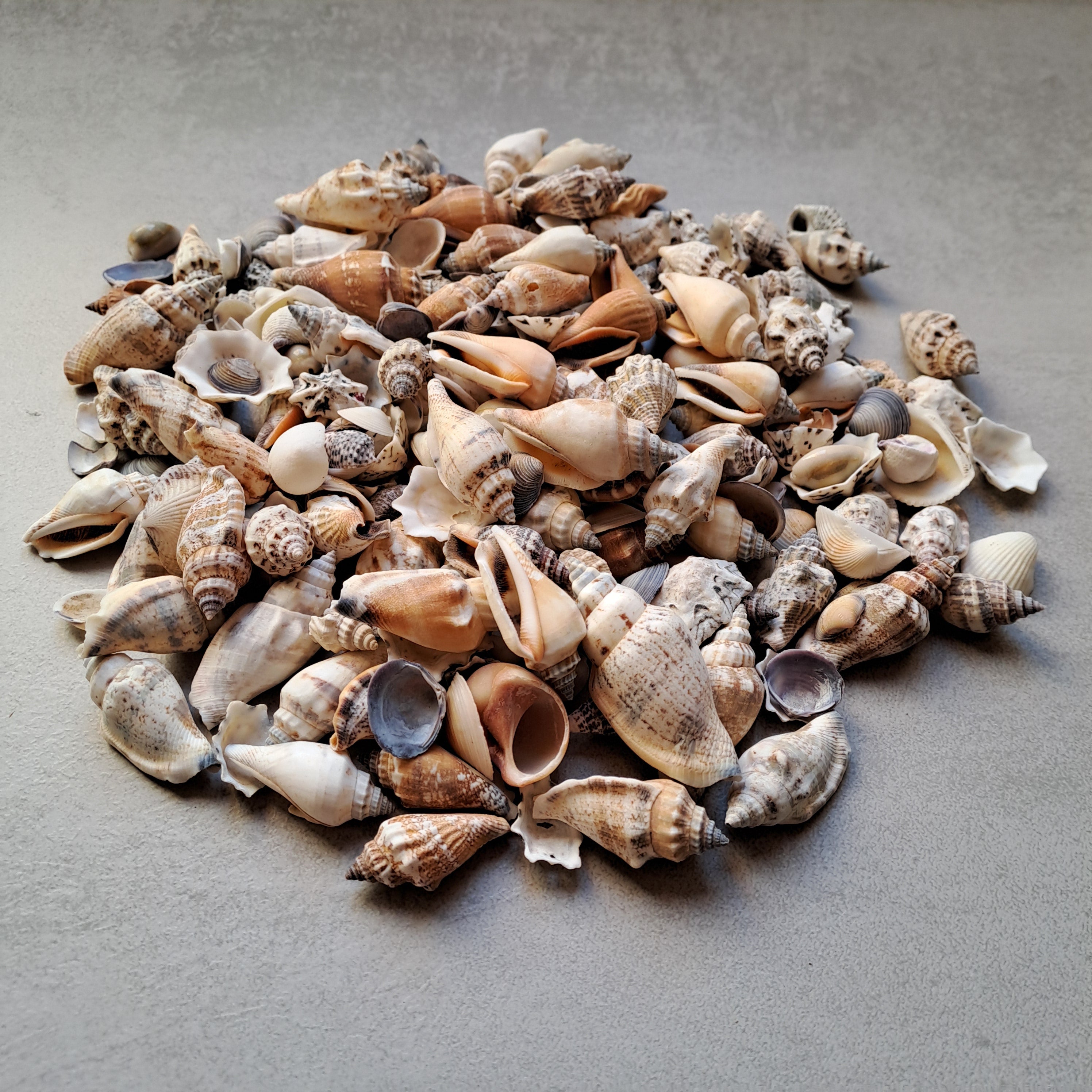Mini Muschel - Mix 500gr. / diverse Grössen 1-3cm - SMA NAUTIC PRODUCTS