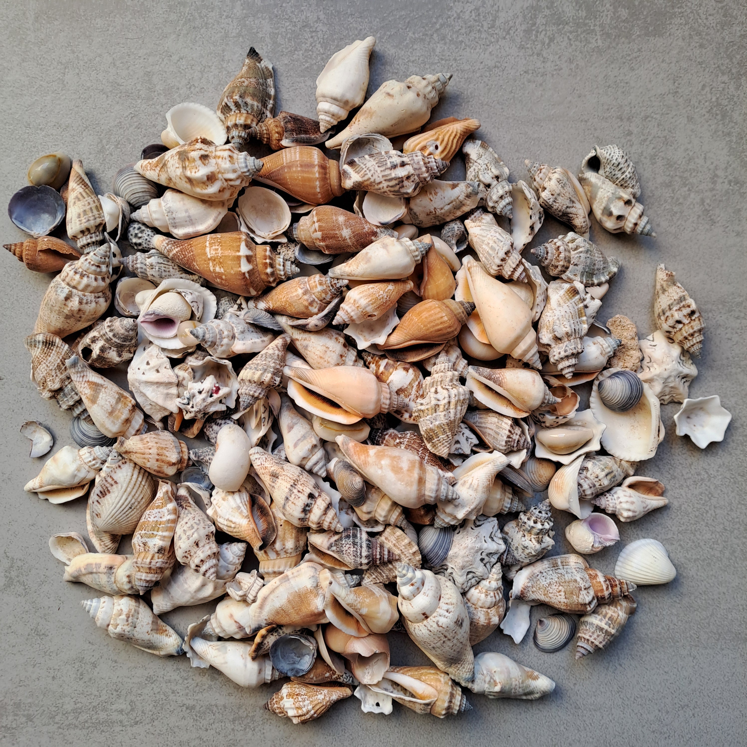 Mini Muschel - Mix 500gr. / diverse Grössen 1-3cm - SMA NAUTIC PRODUCTS