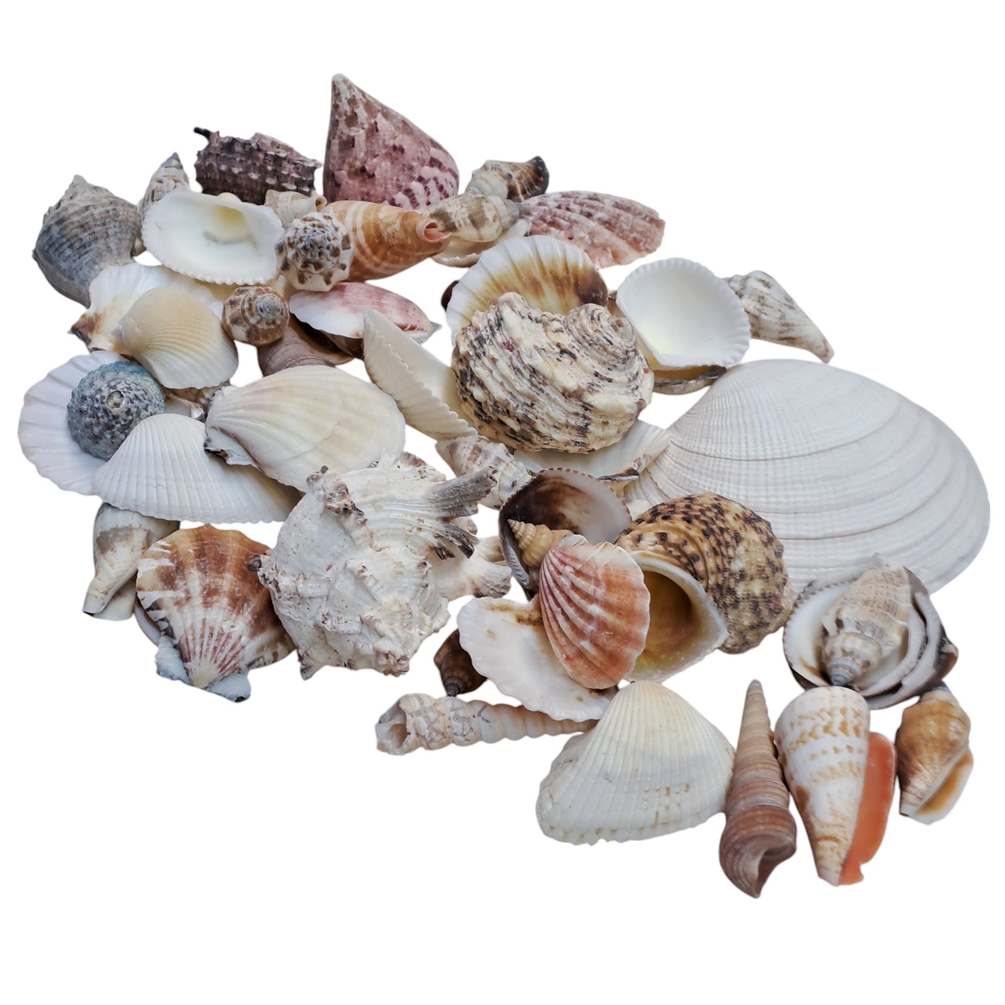 Muschel - Mix 500gr. / diverse Muscheln - SMA NAUTIC PRODUCTS