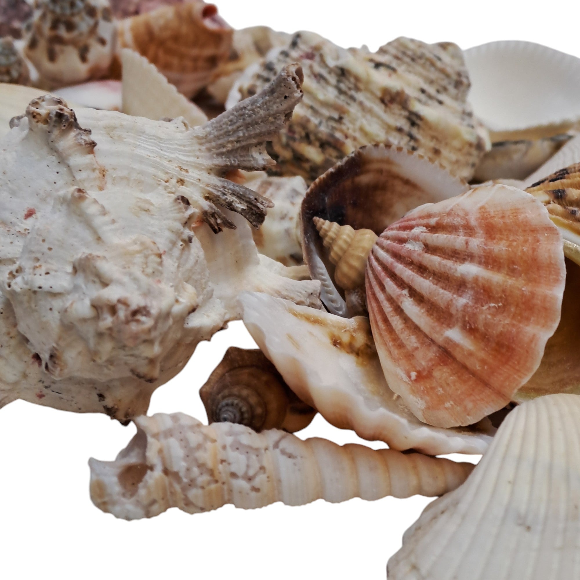 Muschel - Mix 500gr. / diverse Muscheln - SMA NAUTIC PRODUCTS