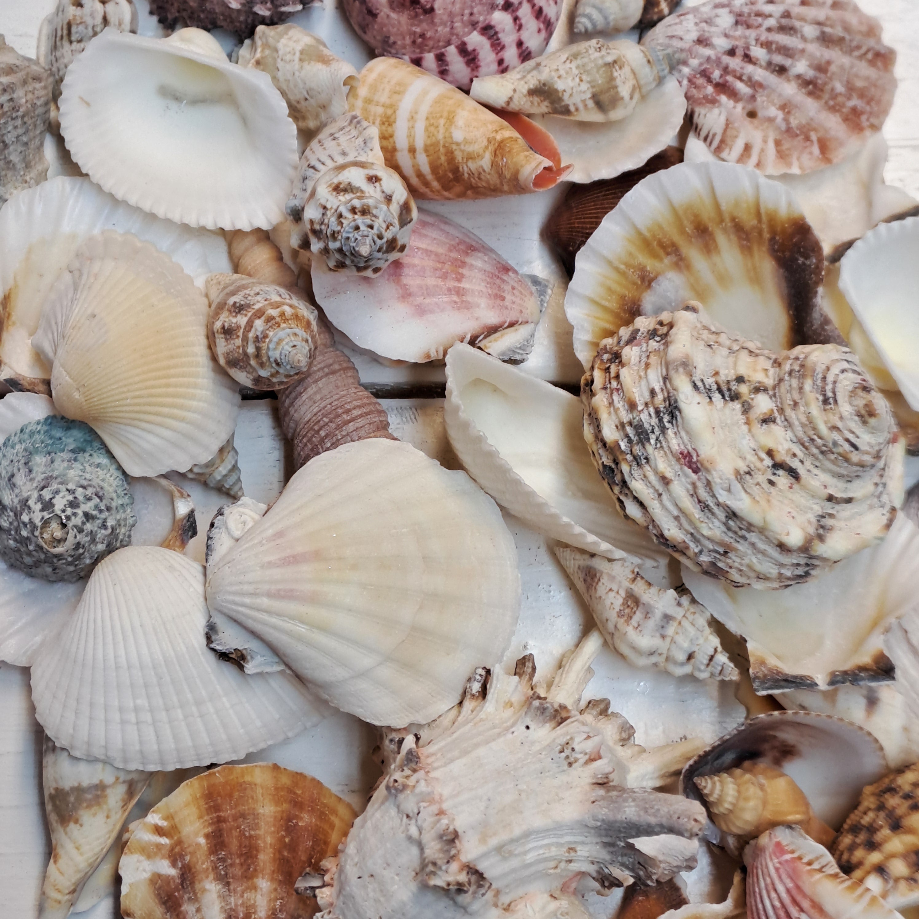 Muschel - Mix 500gr. / diverse Muscheln - SMA NAUTIC PRODUCTS