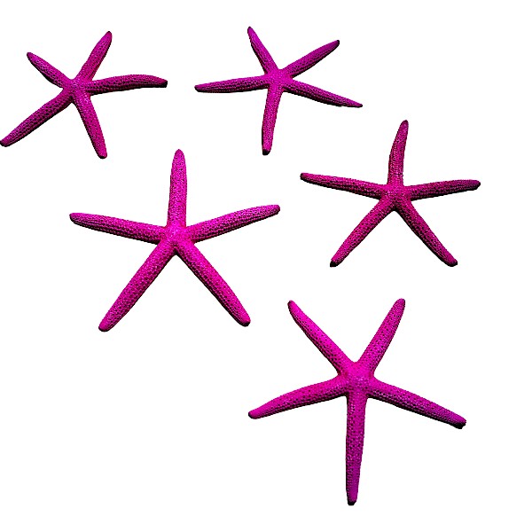 Finger - Seesterne Echt / pink  8 - 11cm  / Set mit 5Stk. - SMA NAUTIC PRODUCTS