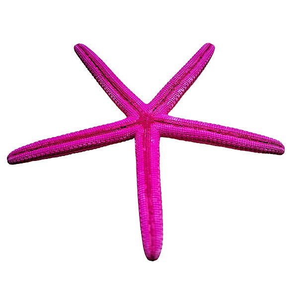 Finger - Seesterne Echt / pink  8 - 11cm  / Set mit 5Stk. - SMA NAUTIC PRODUCTS