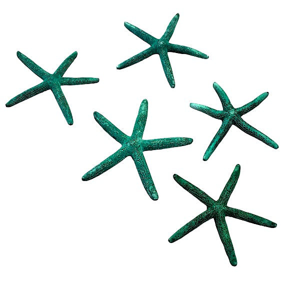 Finger - Seesterne Echt / grün  8 - 11cm  / Set mit 5Stk. - SMA NAUTIC PRODUCTS