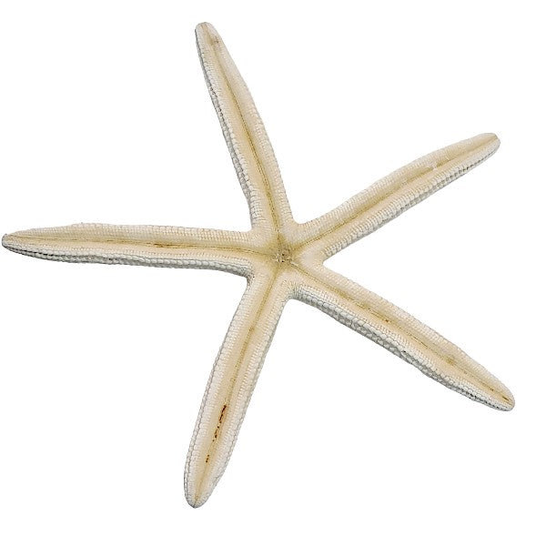 Finger - Seesterne Echt / weiss  13 - 18cm - SMA NAUTIC PRODUCTS