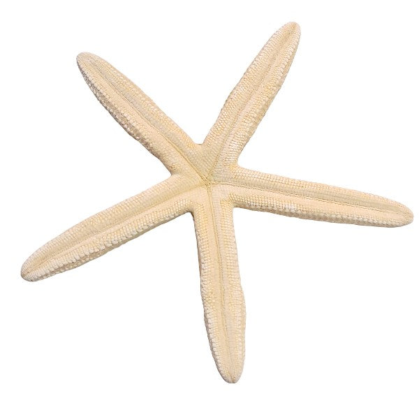 Finger - Seesterne Echt / weiss  10 - 14cm - SMA NAUTIC PRODUCTS