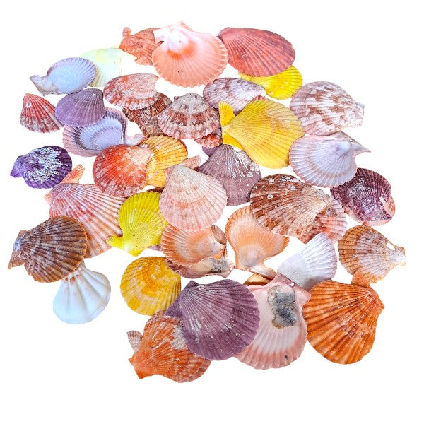 Muscheln Pecten Nobilis farbig natur / ca. 250gr. - SMA NAUTIC PRODUCTS