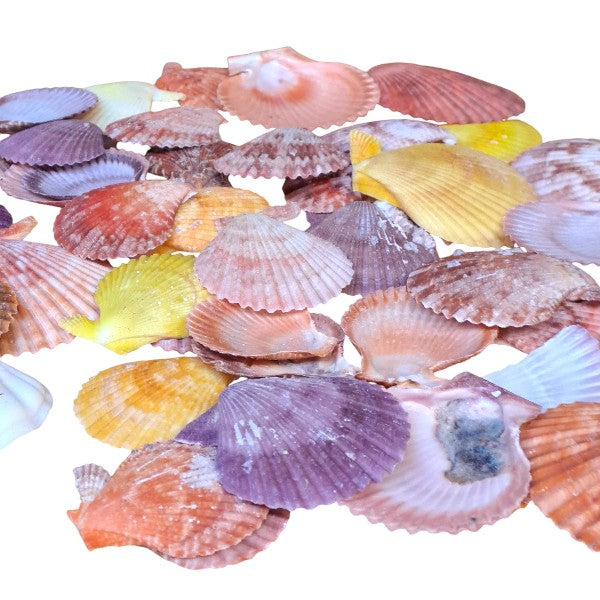 Muscheln Pecten Nobilis farbig natur / ca. 250gr. - SMA NAUTIC PRODUCTS