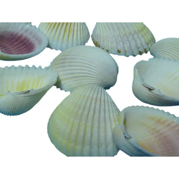 Muscheln Cockles ca. 250 gr. - SMA NAUTIC PRODUCTS