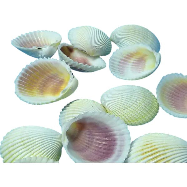 Muscheln Cockles ca. 250 gr. - SMA NAUTIC PRODUCTS